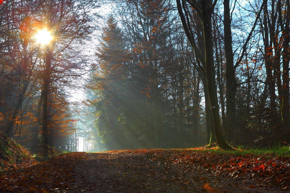 Chemin d'automne.jpg